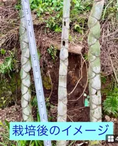 2025年最新】孟宗竹 苗の人気アイテム - メルカリ