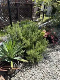 限定1鉢/駄温鉢12号/コニファー 寄せ植え 針葉樹 - メルカリ