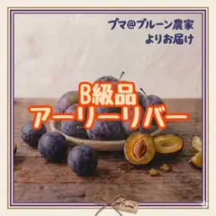 108 長野県産プルーン【B級品アーリーリバー1キロ】 プマ@プルーン農家よりのサムネイル