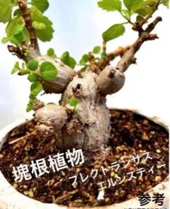 2025年最新】塊根植物の人気アイテム - メルカリ