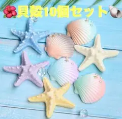 貝殻　10個　ハワイ　インテリア　ウェルカムスペース　アリエル　ヒトデ　カラフル