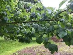 青梅12キロ 無農薬 自然栽培 愛知県山奥産 青梅1キロ 無農薬自然栽培 愛知県山奥産 | Mercari
