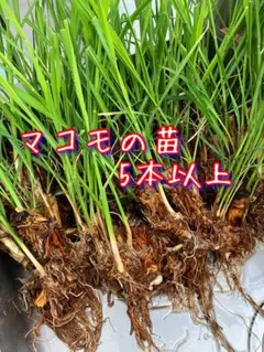 2026年最新】マコモダケ苗の人気アイテム - メルカリ