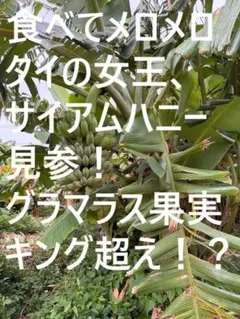 開花目的160㎝☆サイアムハニー☆富裕層向け＝類を見ない高糖度。強