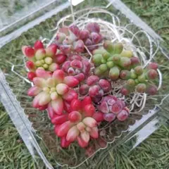 レア種入り可愛いつぶつぶセット♪　クラウゼン錦　コミックトム　多肉植物　4