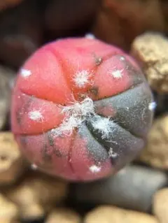 現物 レア 多肉植物 サボテン キャンディー兜錦 0.9cm 抜き苗 - メルカリ