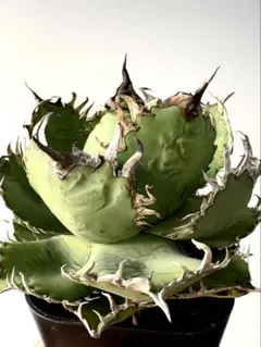Agave titonota アガベチタノタ 冰雹LIZE血統 子株 - メルカリ