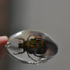 ウガンダオオツノハナムグリ 標本 7.5cm青 紫色・ザイール産 2025年最新】ハナムグリ標本の人気アイテム - メルカリ