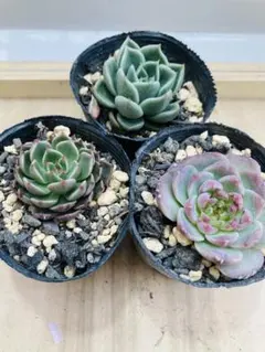 20.多肉植物 ラレガ×黒爪ザラゴーサ オリジナル交配 実生苗 エケベリア