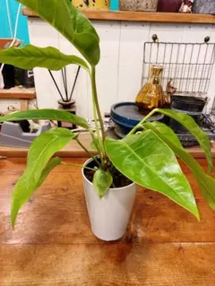 2026年最新】アンスリウム原種の人気アイテム - メルカリ