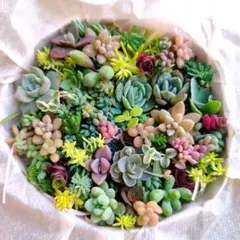 只今増量中【N】ｓ11　人気　ちまちま寄せ植え　　セット