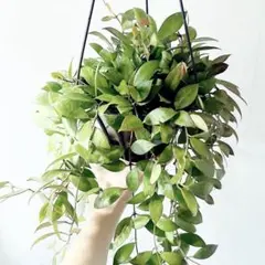 2025年最新】ホヤ ラクノーサの人気アイテム - メルカリ