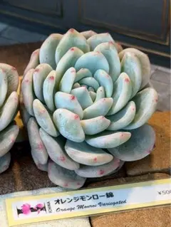 maichi様 リクエスト 2点 まとめ商品