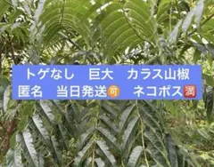 カラスザンショウ　枝付き葉っぱ 3000枚　訳ありミックス　幼虫　餌 カラスザンショウ 枝付き葉っぱ 3000枚 訳ありミックス 幼虫 餌