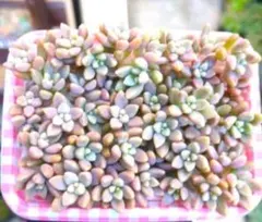 多肉植物　カット苗　姫秋麗　60カットのサムネイル