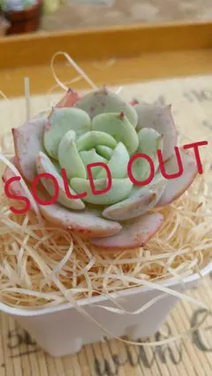 Red moon (韓国苗)割引対象商品☆