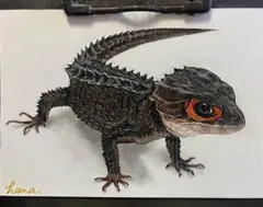 色鉛筆画 アート・写真