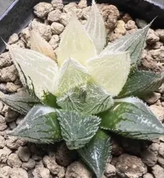 多肉植物 ハオルチア 裏般若錦 糊斑 超美品 - メルカリ