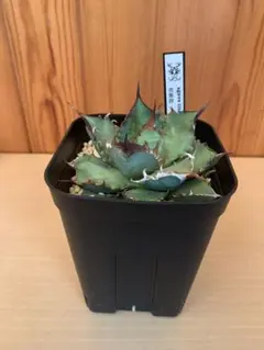 p*2様 森*丸様 アガベ　まとめ売り 2025年最新】アガベまとめ売りの人気アイテム - メルカリ