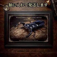 超貴重！ウエストウッディオオシカクワガタ 限定！コレクター必見の額 