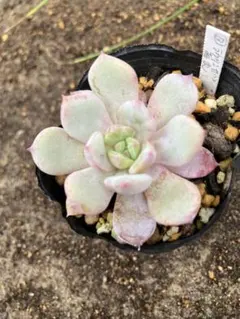多肉植物　エケベリア　Ｂハウス ラウリンゼ✖️夢兎のサムネイル