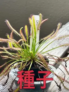 Pauridia capensis