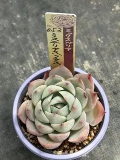 多肉植物 苺恋（ココニコさん苗）札付き - メルカリ