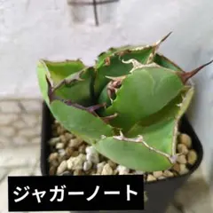 速達いなちゃん様 リクエスト 2点 まとめ商品