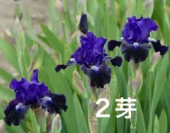 ジャーマンアイリス 濃紺　小型のサムネイル