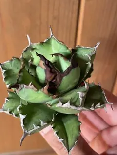 たくま様 リクエスト 2点 まとめ商品