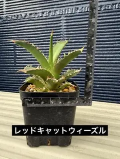 アガベ 5種セットのサムネイル