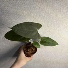 Anthurium Portillae✖️RVDPのサムネイル