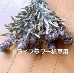ドライフラワー❇️プルモサム❣️ネイティブフラワー⭐️ - メルカリ