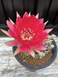 花サボテン カキコ 1個 - メルカリ