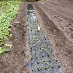 農業用 農業資材 解体セルフ‼️タイプAビニールハウスパイプ50メートル