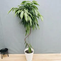 現品］F1 フィカス アムステルダムキング 8号 観葉植物 大型 室内