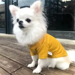 ドッグウェア★ワッフルヘンリーネックTシャツ　マスタードS