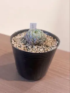 おらいさん苗3点セット　札付きポットごとメルカリ便　バラ売り不可 2025年最新】おらいさんの人気アイテム - メルカリ