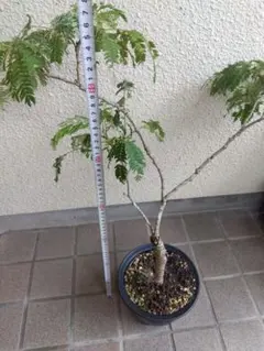 ネムノキ　エバーフレッシュ　斑入り　6号陶器鉢つき　幹太❗大株❗　⑧ ネムノキ エバーフレッシュ 斑入り 6号陶器鉢つき 幹太❗大株❗ ⑧