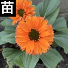 エキナセア サンシーカーズ ミネオラ 苗のサムネイル
