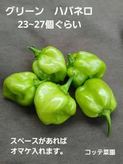 ハバネロ　グリーン　激辛　23~25個ぐらい オマケあります。のサムネイル