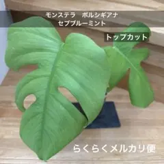 2026年最新】ボルシギアナ ミントの人気アイテム - メルカリ