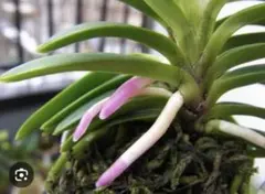 富貴蘭　フウラン　千羽牡丹　ルビー根あり 富貴蘭 ルビー根考 : 富貴蘭チャンネル