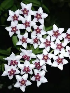 新着 レア 原種 ホヤ マグニフィカ サクララン 鉢花 吊鉢 インドア