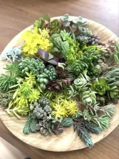 セダム盛り合わせ100g