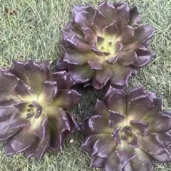 メルカリ便　ブラックマディバ錦　韓国苗 メルカリ便 ブラックマディバ錦 韓国苗 37._miyu3様