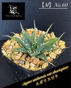 2025年最新】エボリスピナ陽炎の人気アイテム - メルカリ