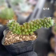 多肉植物 抜き苗 クラッスラ 小米星 - メルカリ