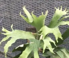 goul4711様 リクエスト 5点 まとめ商品