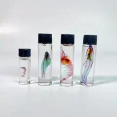 オリジナル商品☆専用販売【透明標本作製キット】×2個 透明標本作製キット】(上級)全20点 | Pay ID